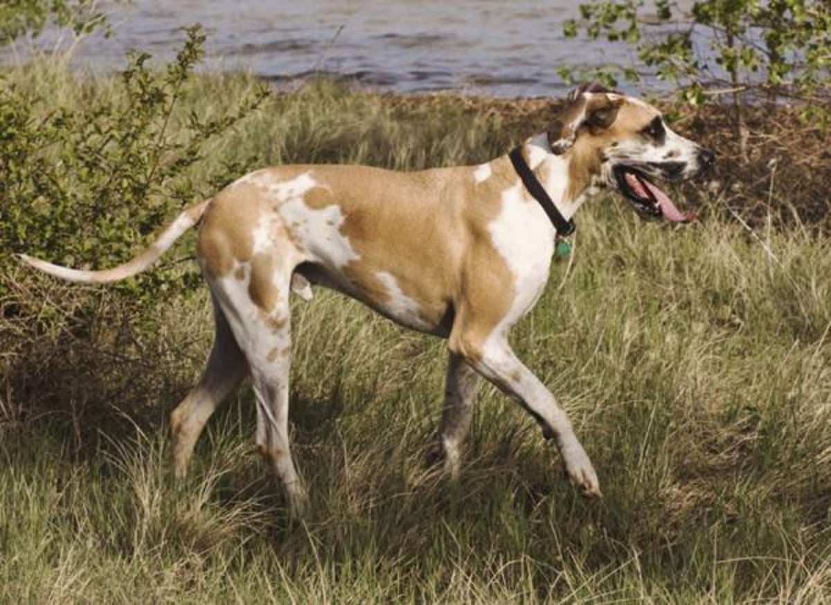 15 Great Names for Your Great Dane From Germanic and Norse