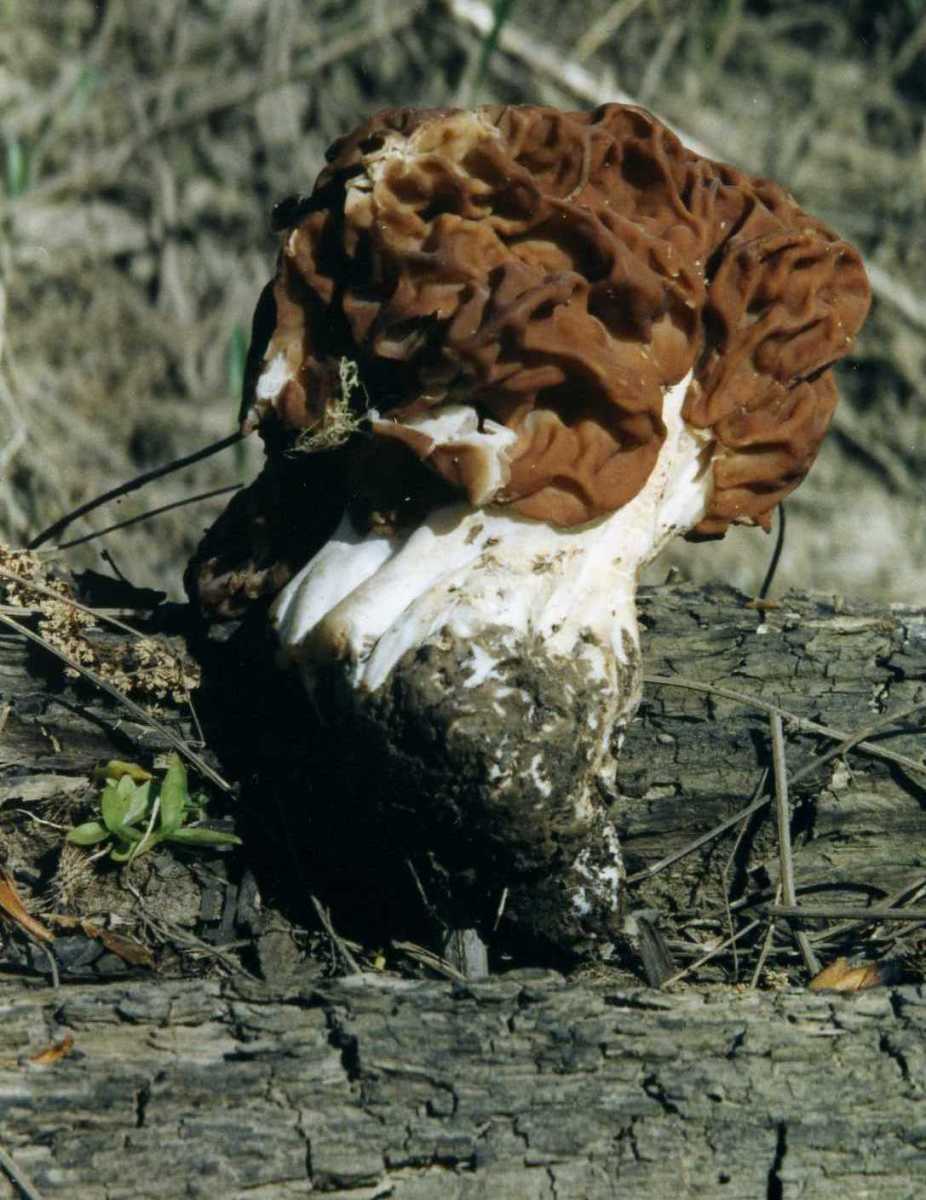A Guide to Mushroom Hunting for Morels in Southern Oregon Owlcation