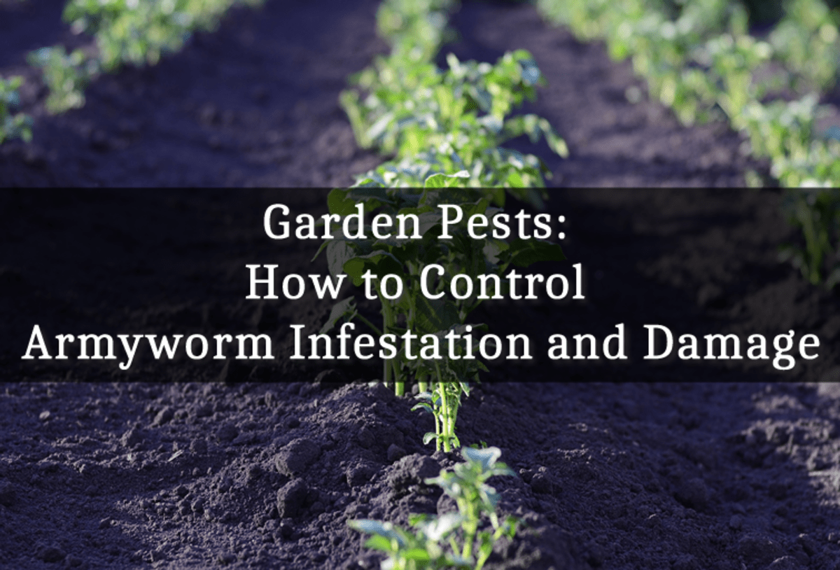 Silverfish Life Cycle, Effects, and Pest Control Dengarden