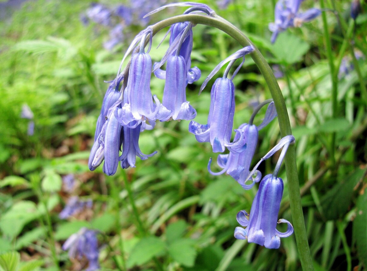 English and Spanish Bluebells Features, Facts, and Problems Owlcation