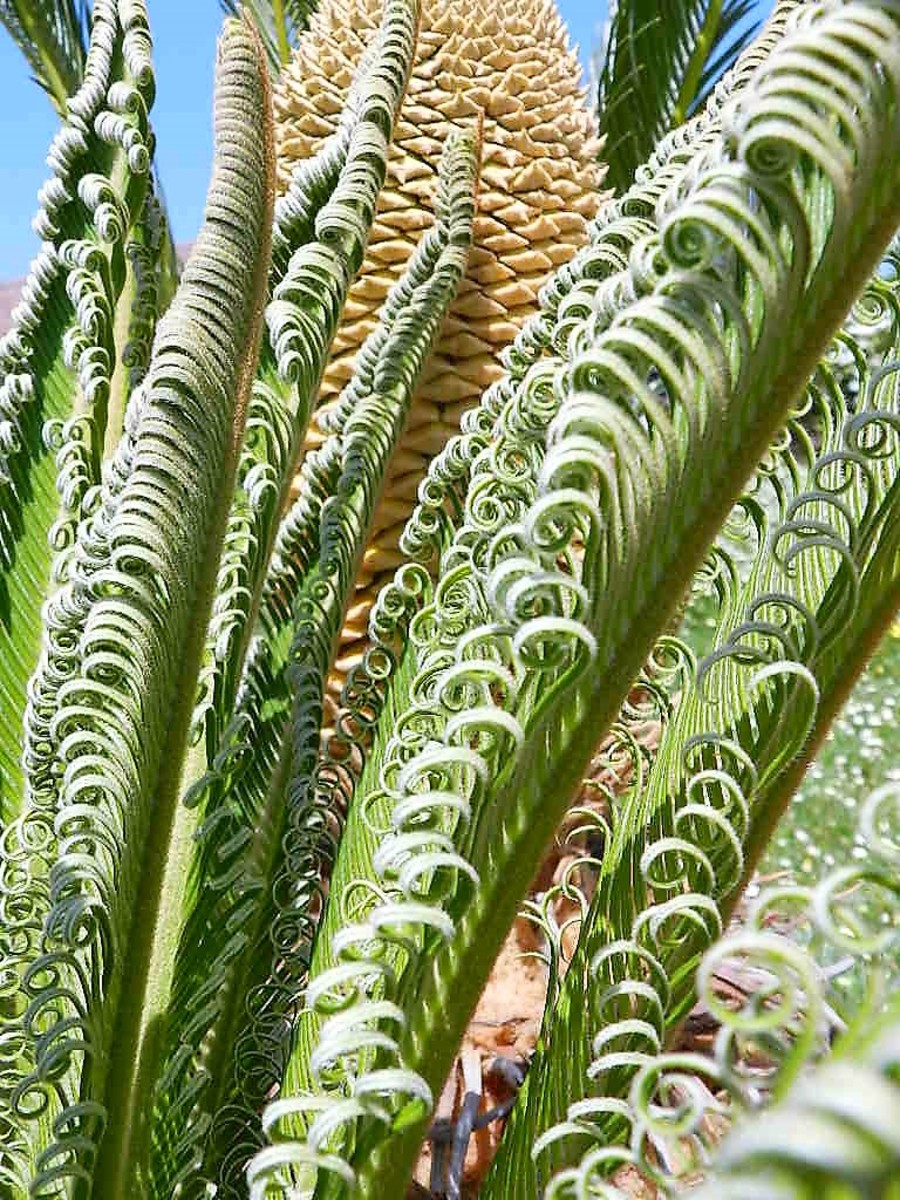 How to Care for a Sago Palm (and Why They Are So Difficult) Dengarden