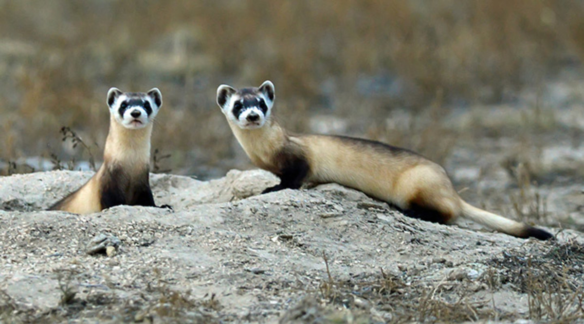 BlackFooted Ferrets vs. Prairie Dogs PetHelpful