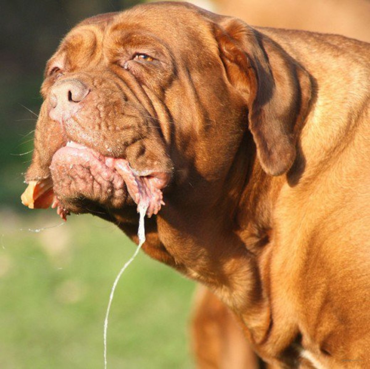 The French Bulldog and the Best Dog Breeds From France PetHelpful