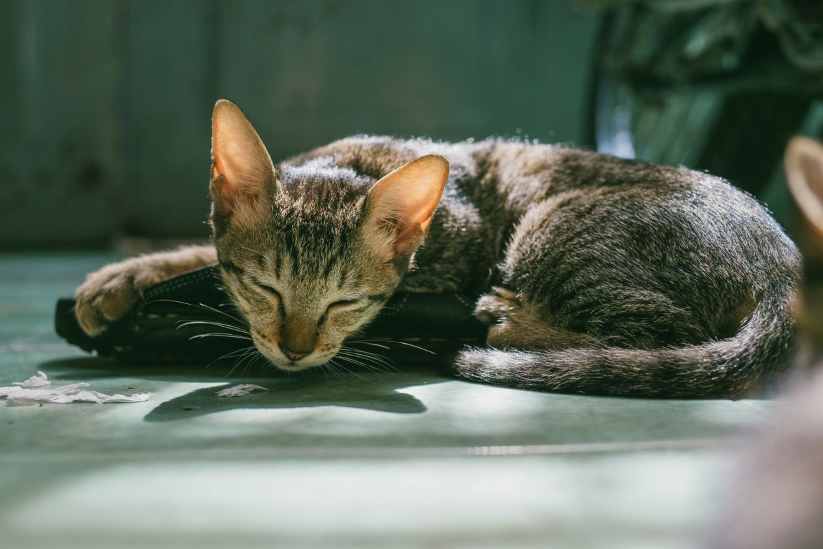 Why Is My Cat Vomiting and What Should I Do? PetHelpful
