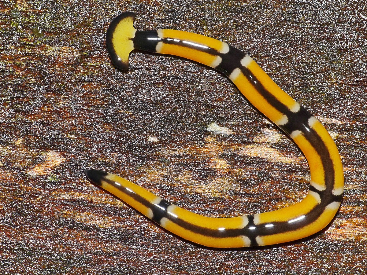 Hammerhead Flatworms Interesting and Unusual Land Planarians Owlcation