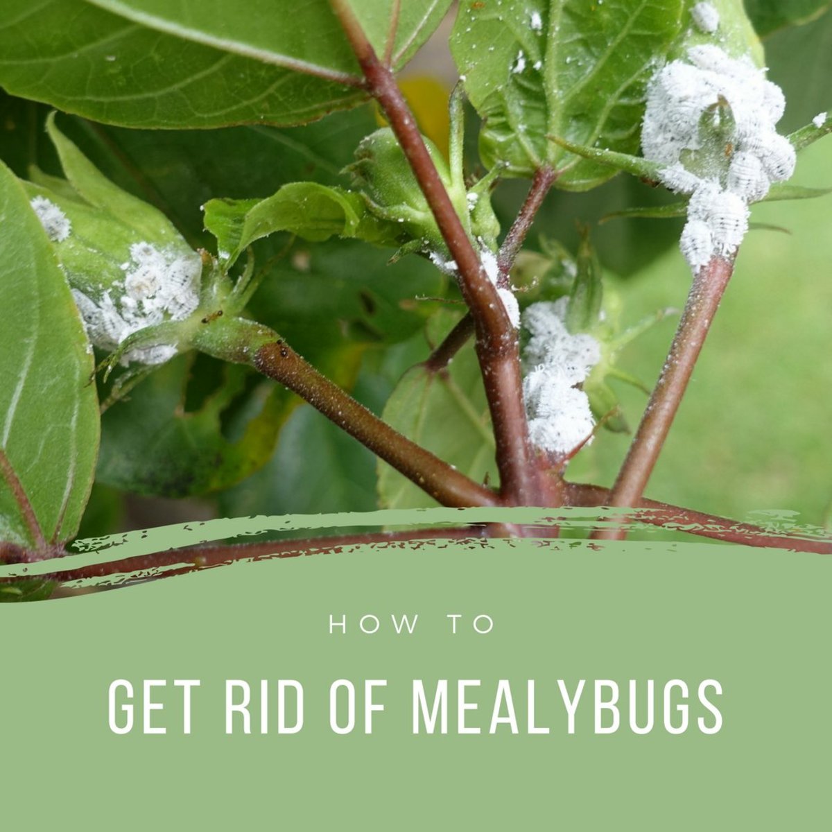 Is White Lint on a Houseplant a Sign of Mealybugs? Dengarden