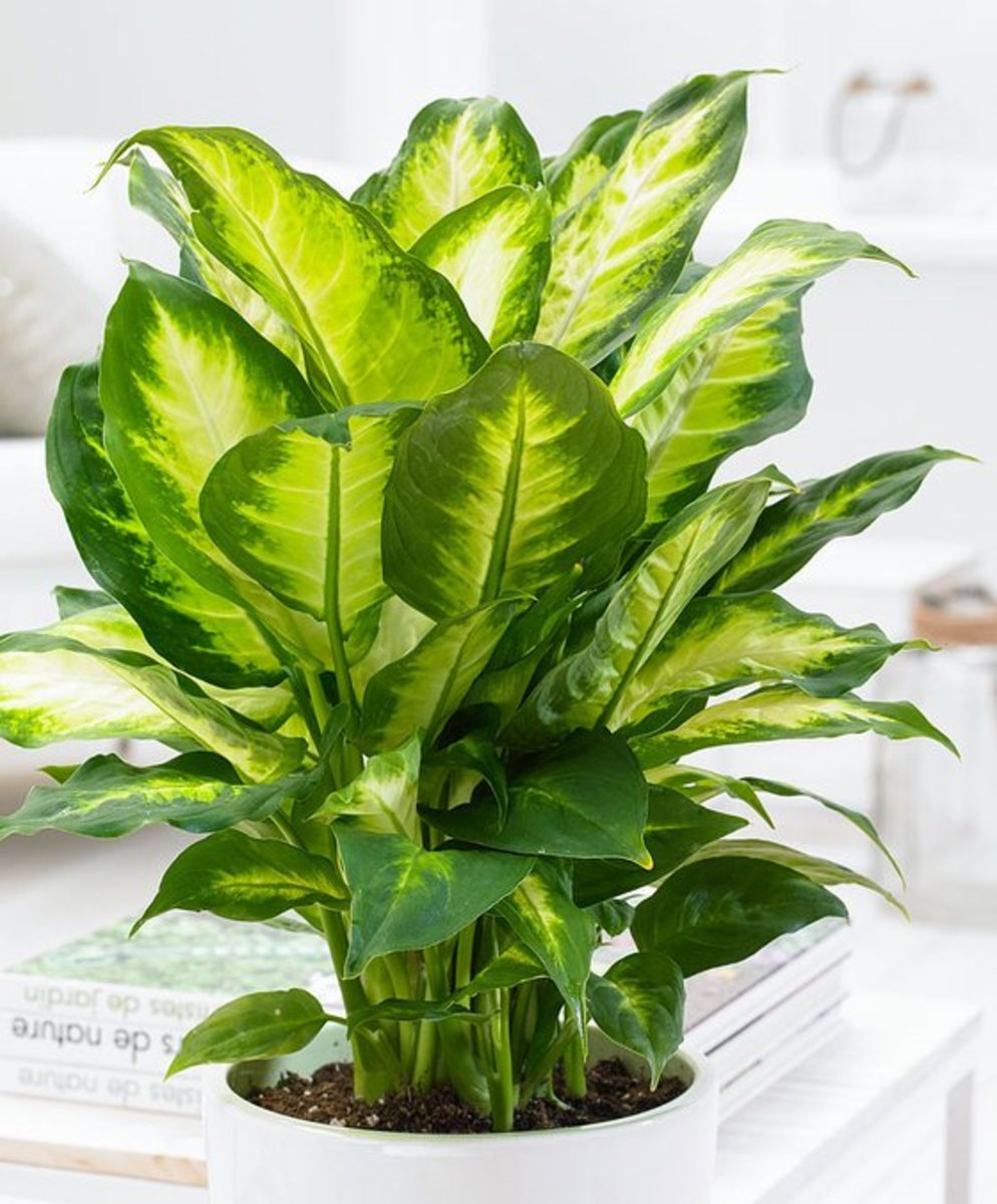 How to Propagate a Dieffenbachia Plant Using Cuttings