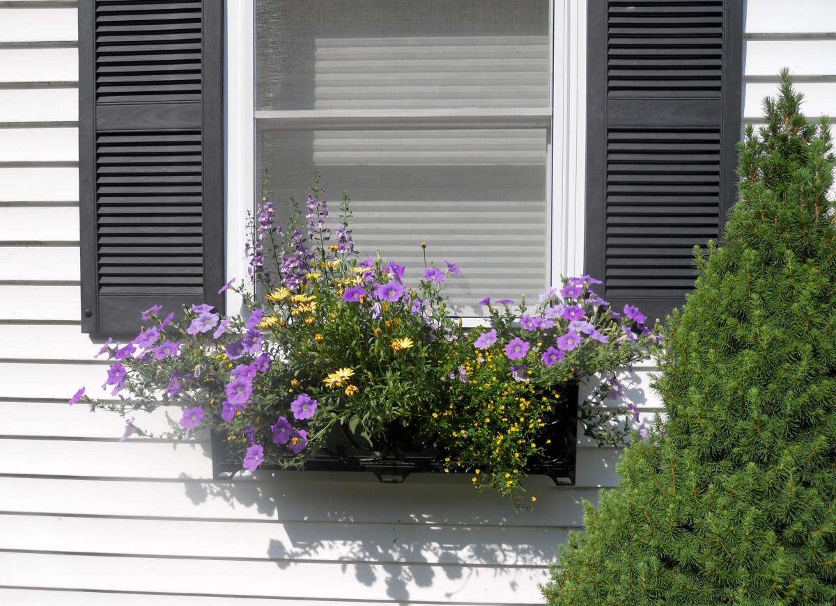 Best Flowers For A Super Sunny Window Box HubPages