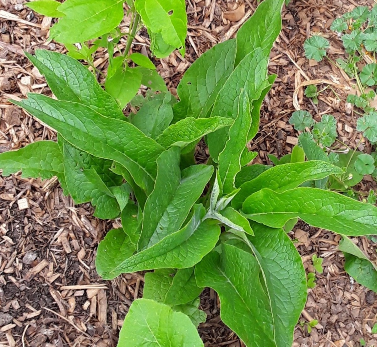 How to Use Comfrey to Help Heal Broken Bones RemedyGrove