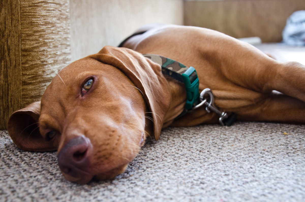 9 Great Dog Breeds With Low Prey Drive (Plus Which Breeds to Avoid