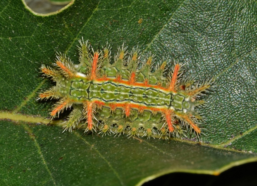 Stinging Caterpillars Identification and Guide HubPages