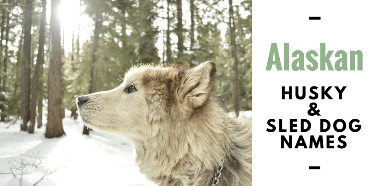 150+ Cool Husky Names and Sled Dog Name Ideas PetHelpful