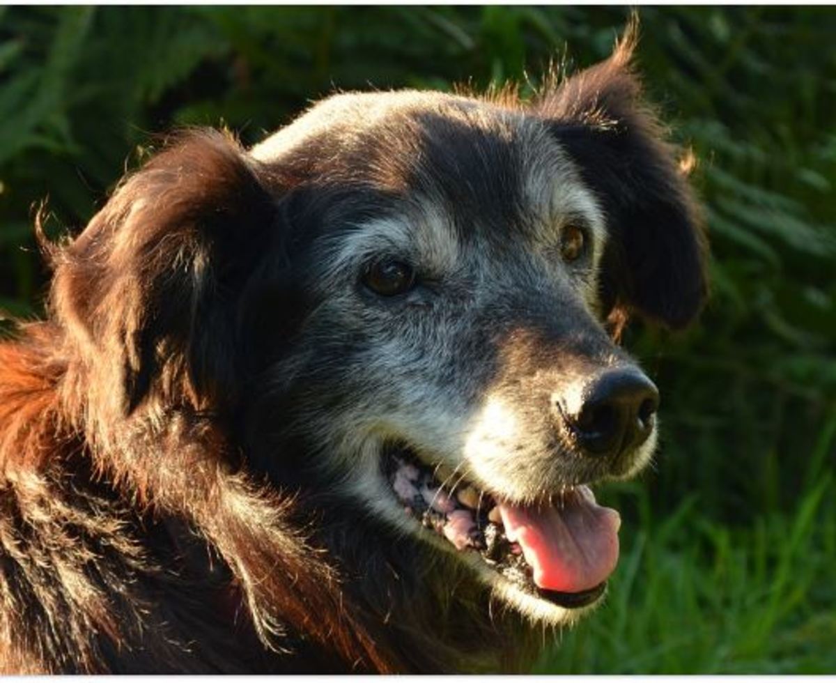 15 Causes of Panting in Dogs PetHelpful