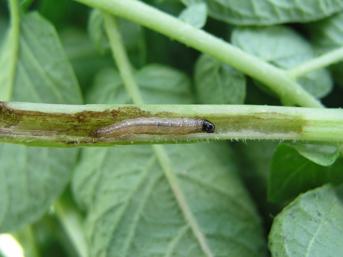 How to Get Rid of Corn Borers Dengarden