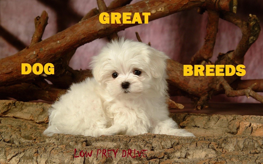 9 Great Dog Breeds With Low Prey Drive (Plus Which Breeds to Avoid