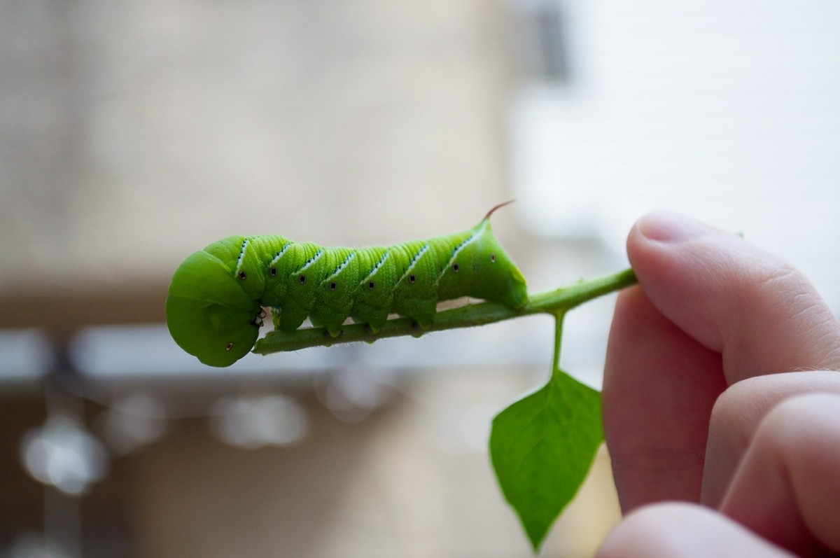 Identifying the Caterpillars Eating Your Tomatoes Dengarden