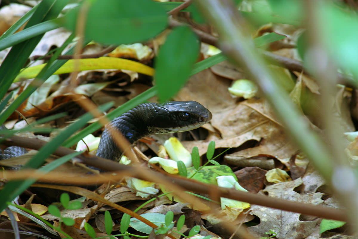 Facts About Southern Black Racer Snakes Owlcation