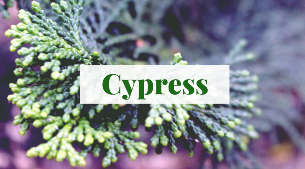 180+ Earthy Baby Names Inspired by Nature WeHaveKids