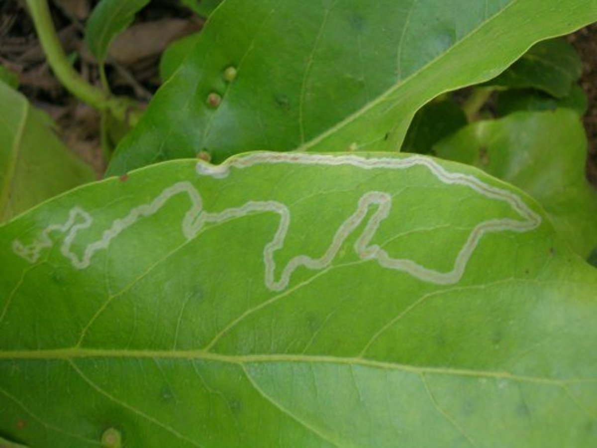 How to Get Rid of Leaf Miners Dengarden