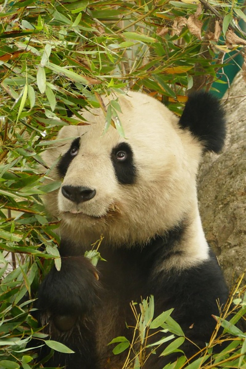 10 Things You Probably Didn’t Know About Giant Pandas Owlcation