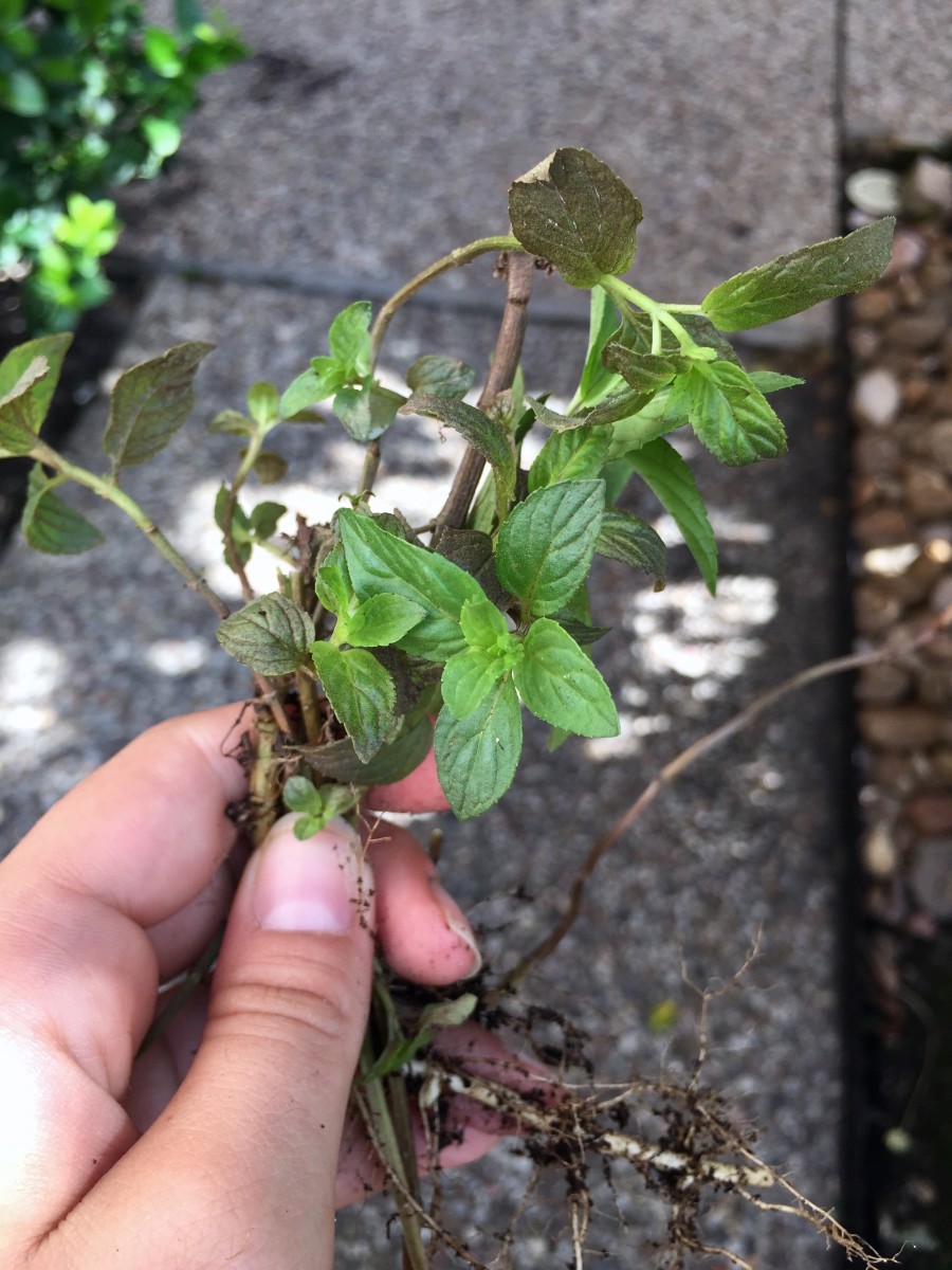 25 of the Best Plants for Indoor Hydroponic Gardens Dengarden