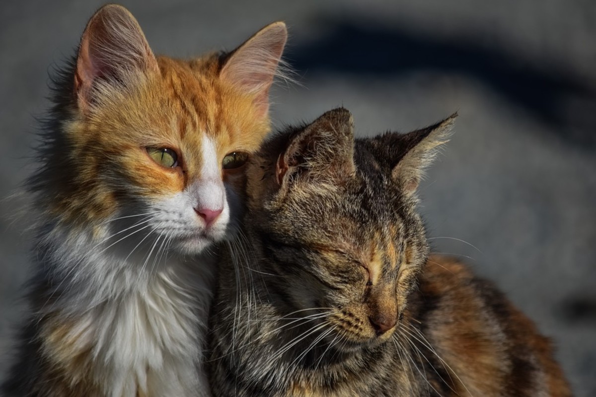 Recognizing the Signs of Depression in Cats How to Know If Your Cat Is