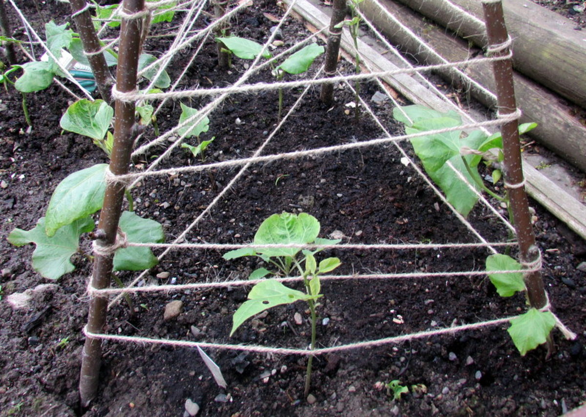 How to Plant and Grow Runner Beans on a Trellis From Seeds Dengarden