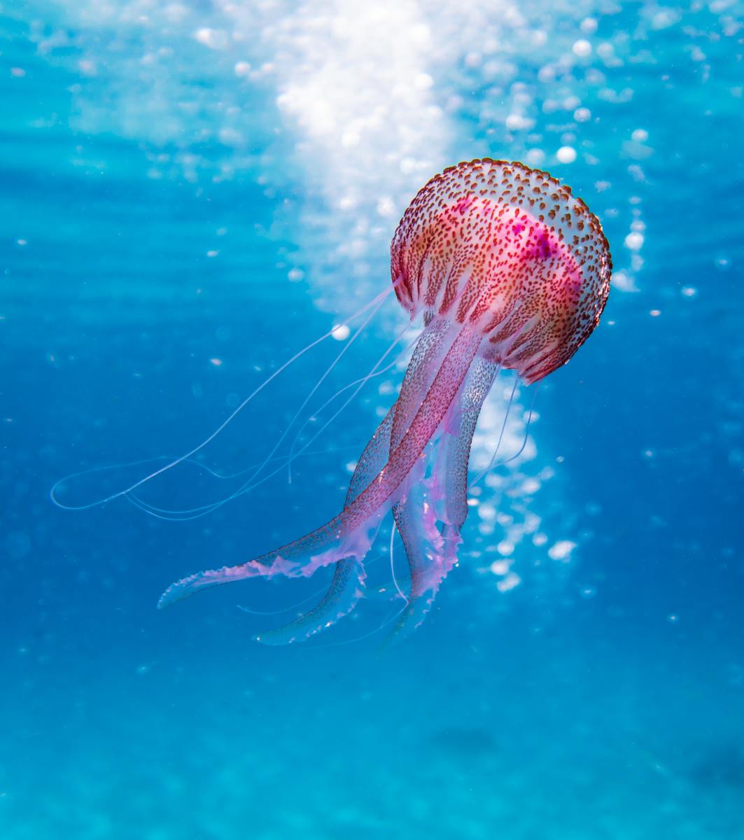 9 Major Groups of Invertebrate Animals Owlcation