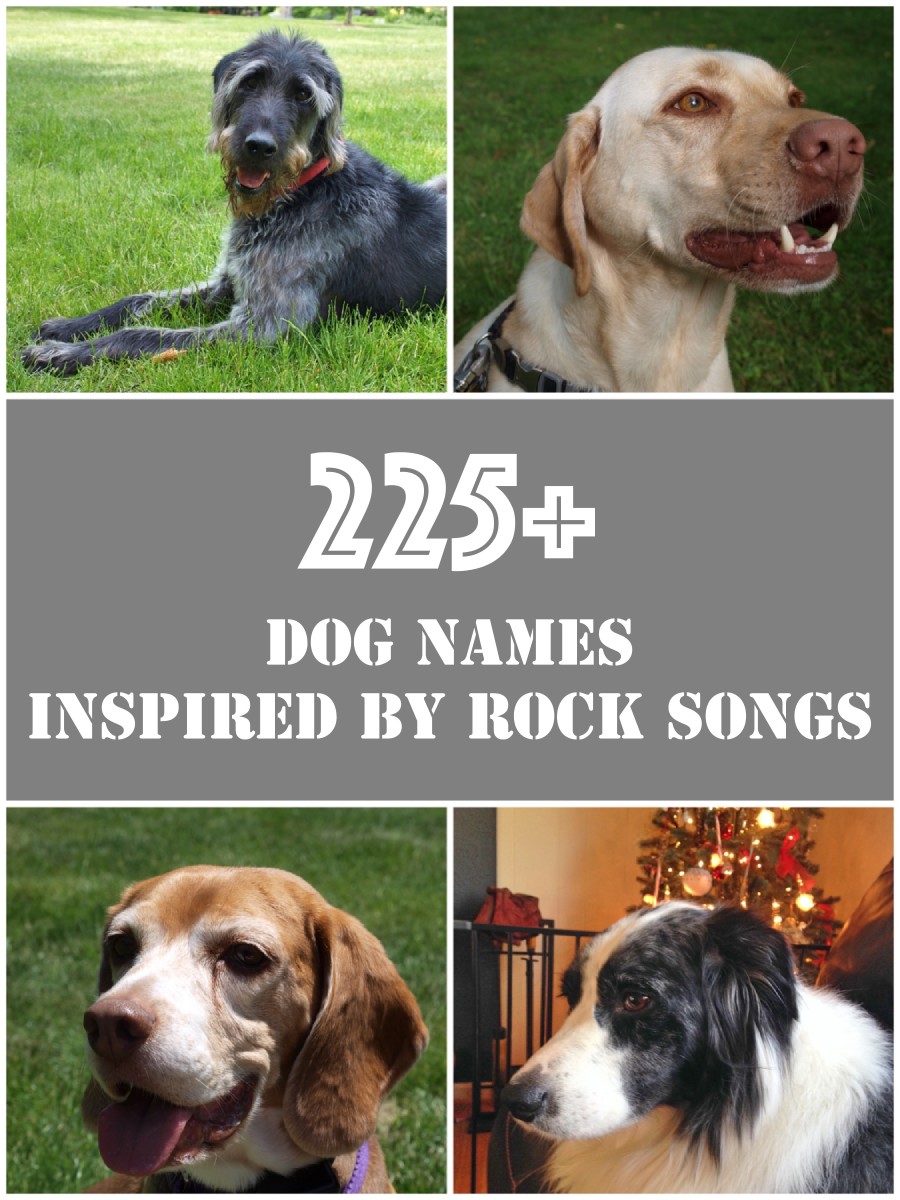 225+ Cool and Unique Dog Names Inspired by Rock Music