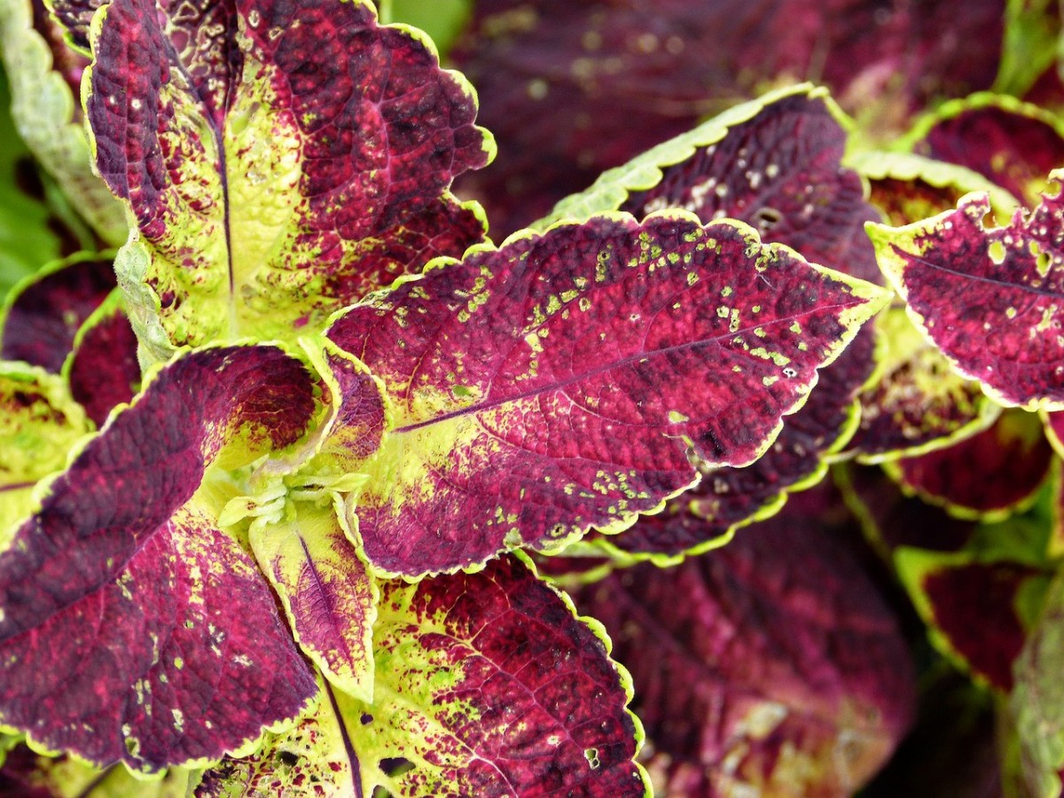 How to Care for the Coleus Plant Dengarden