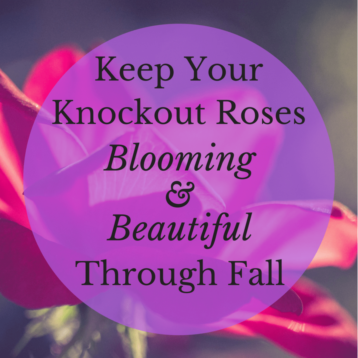 How to Keep Knockout Roses Blooming Through Fall Dengarden