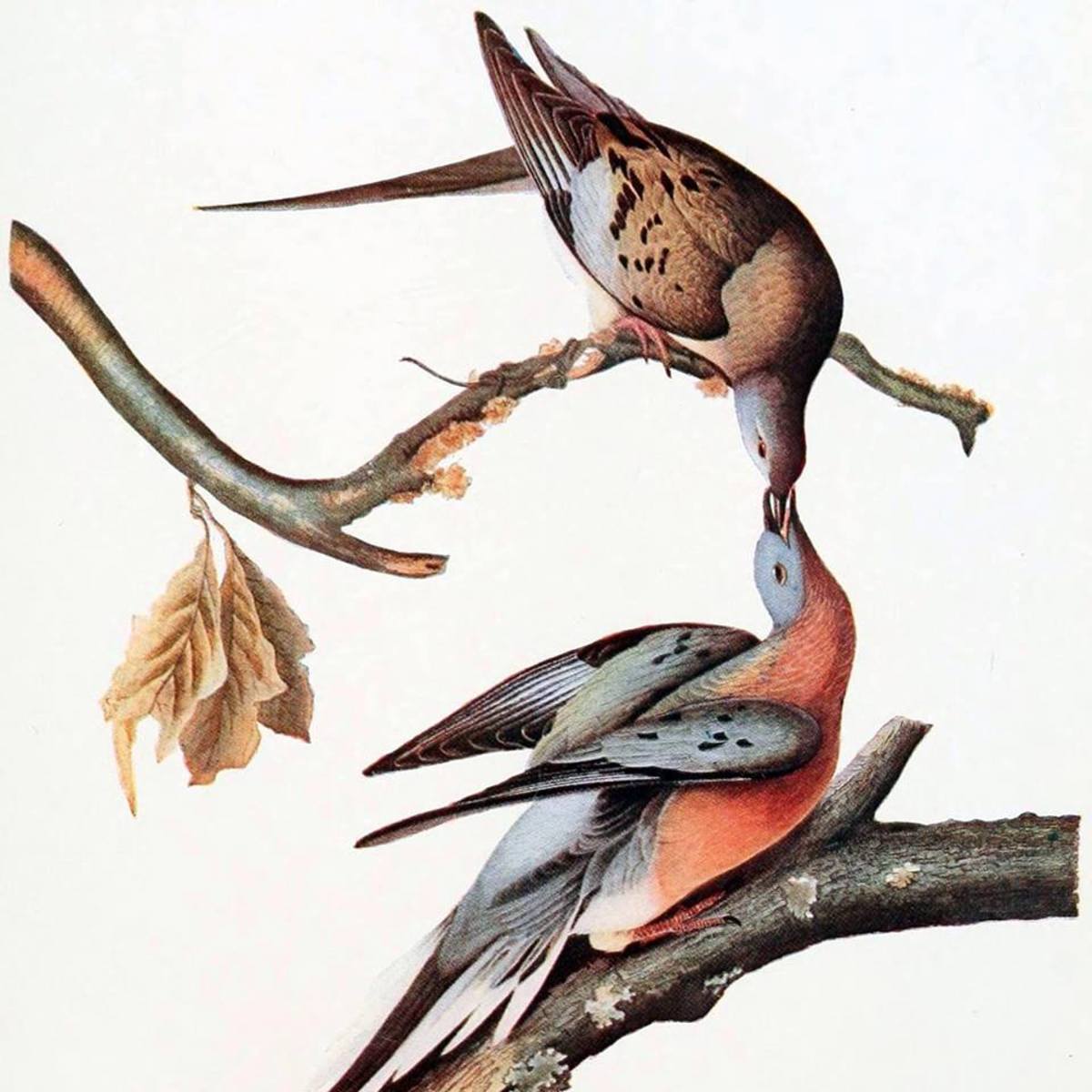 The Story of the Extinct Passenger Pigeons Owlcation