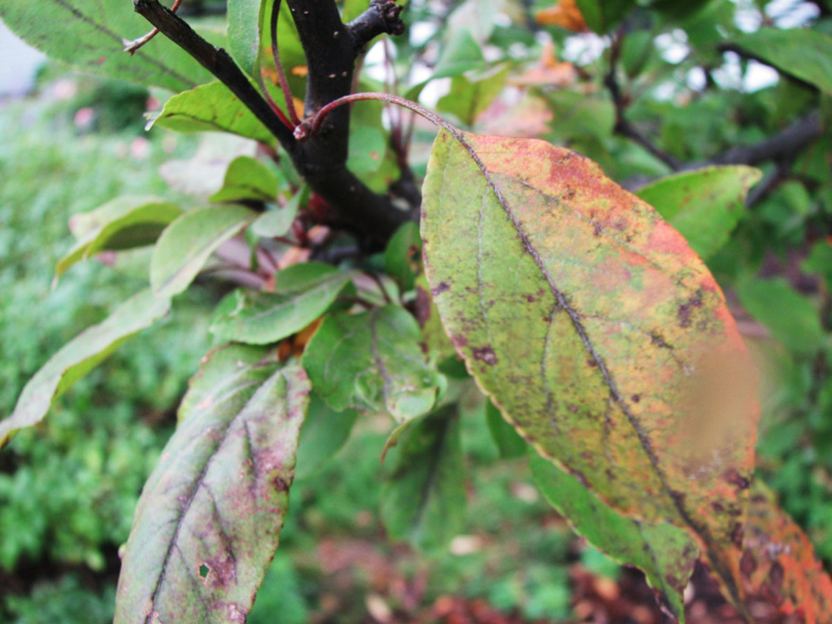 Common Diseases of Crabapple Trees HubPages