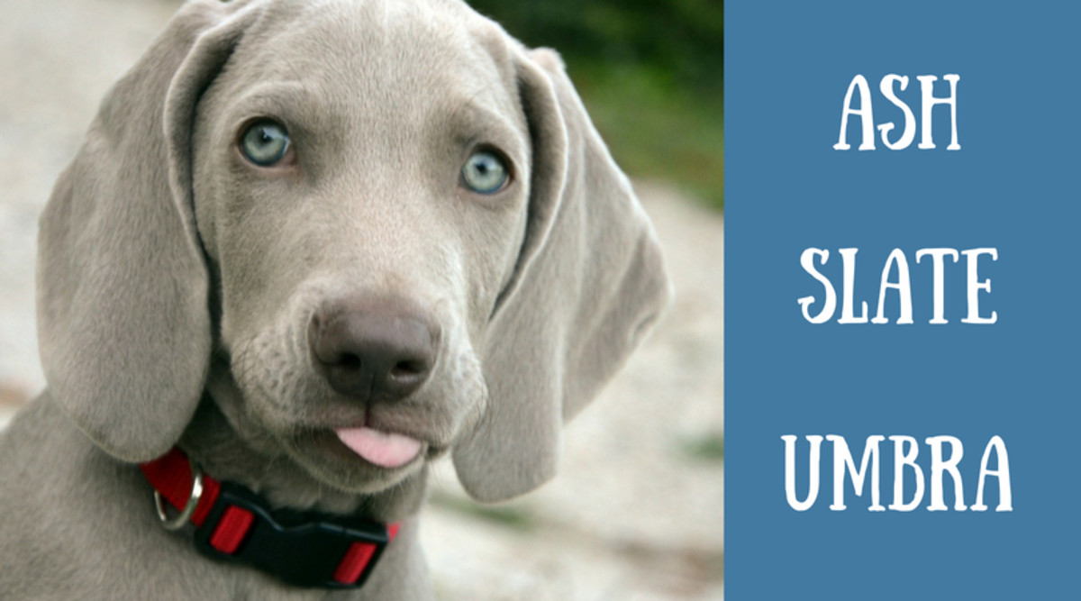 140+ Unique Names for Blue, Gray, and Silver Dogs PetHelpful