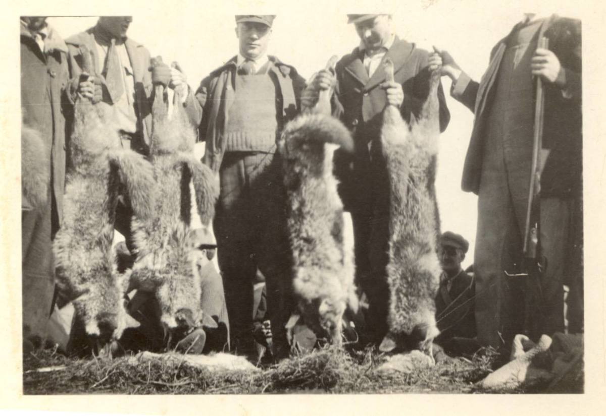 Kansas Wolf Hunts Owlcation