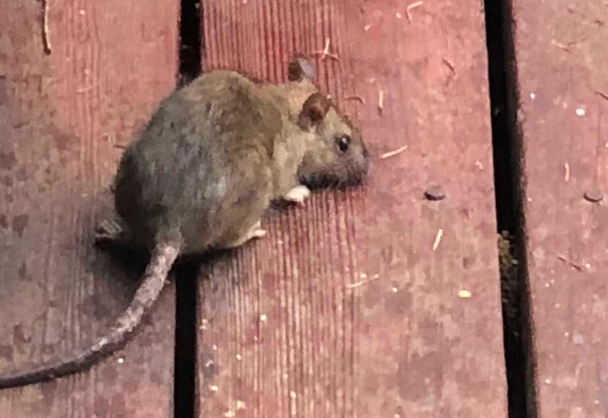 How To Use Bay Leaves To Kill Rats at Daniel Hirsh blog