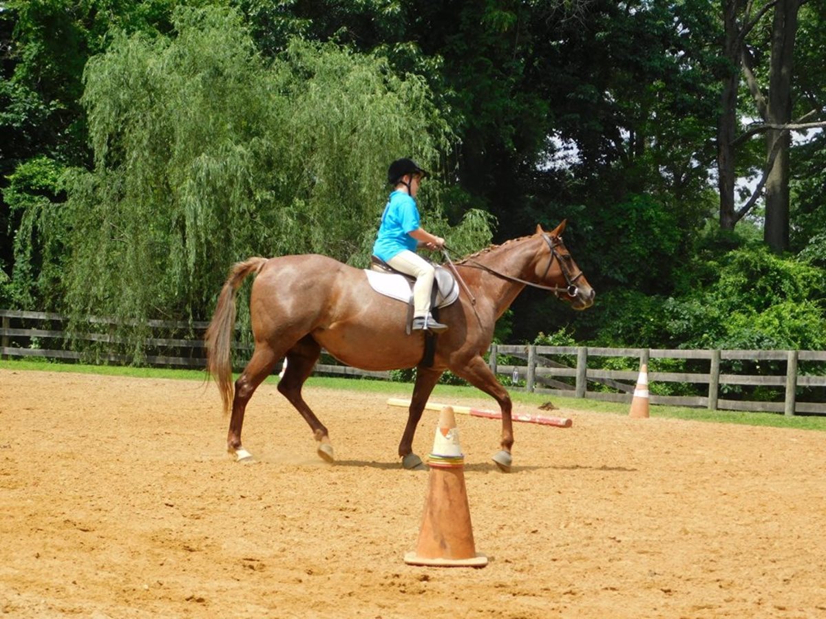 Top 5 Horse Breeds for Barrel Racing PetHelpful