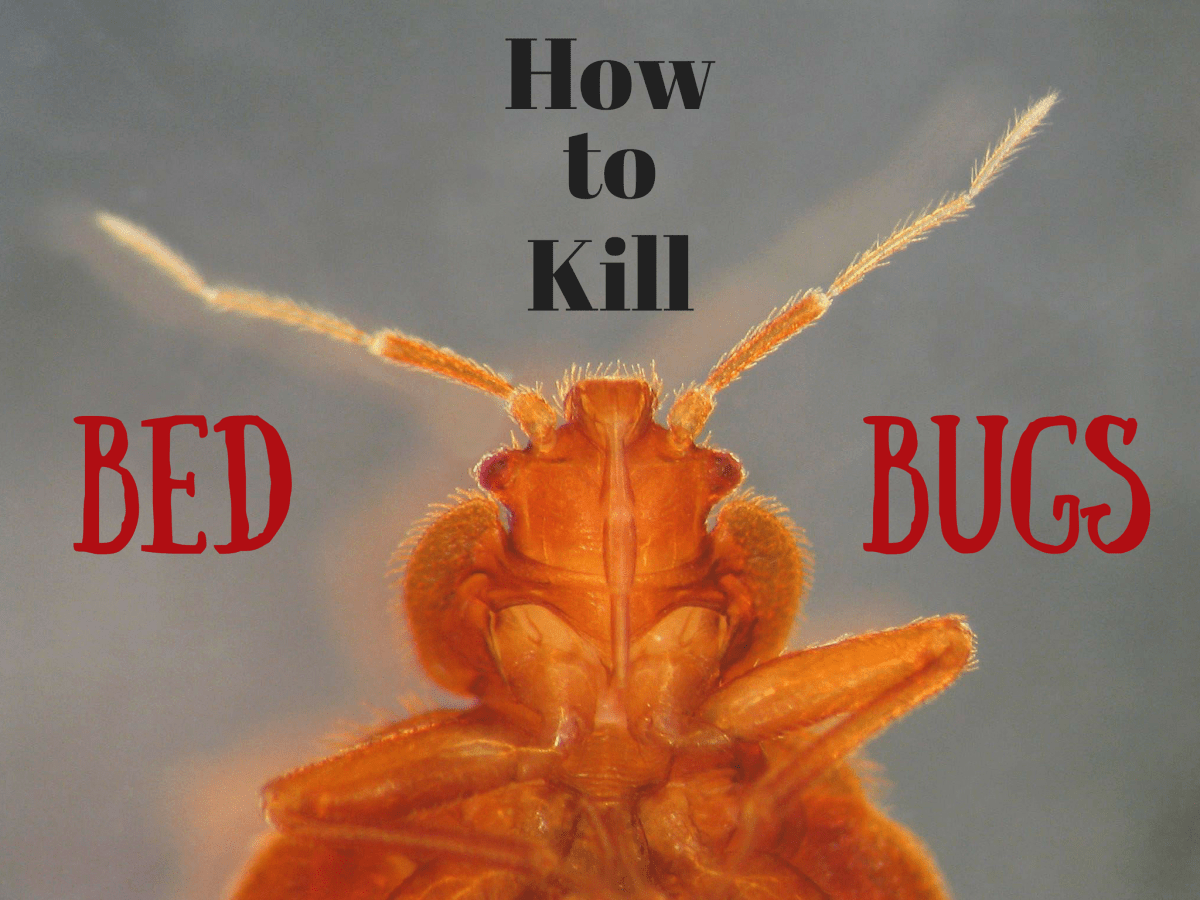 6 Ways to Kill Bed Bugs That Really Work Dengarden