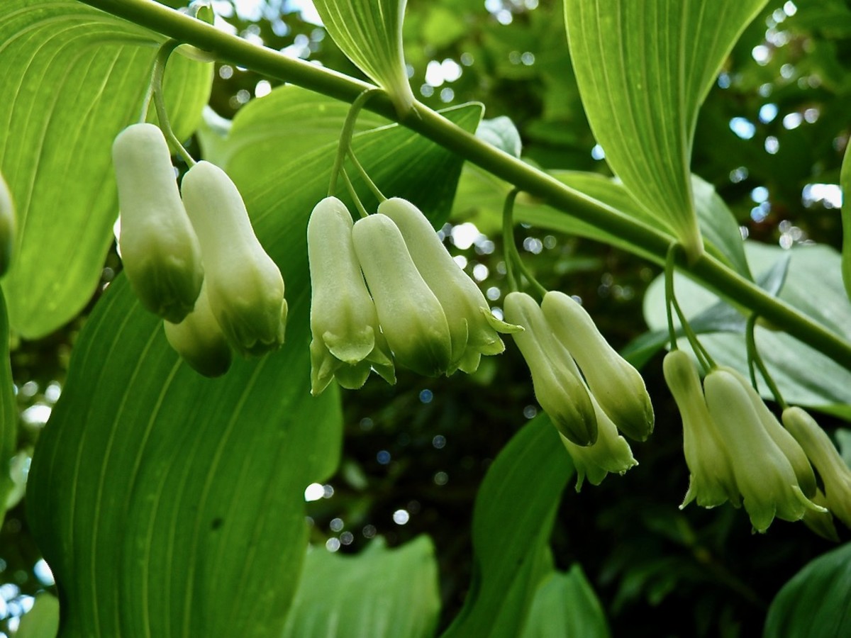 How to Grow and Use Solomon's Seal Dengarden