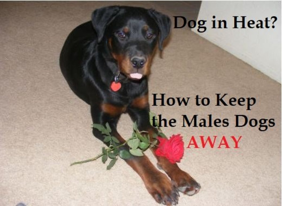 How to Keep Male Dogs Away From Females in Heat PetHelpful