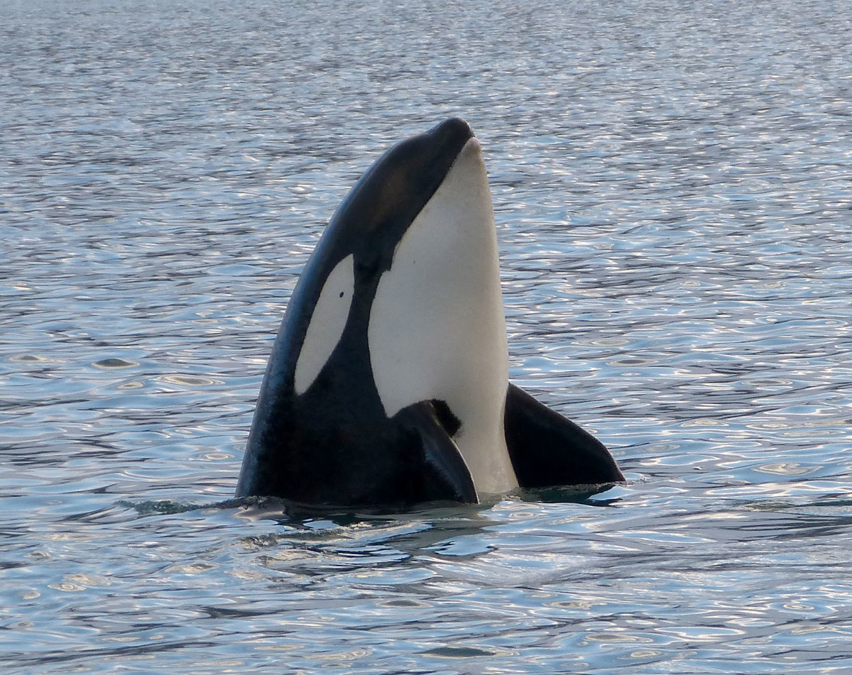 10 Facts About Killer Whales (Orca) Owlcation