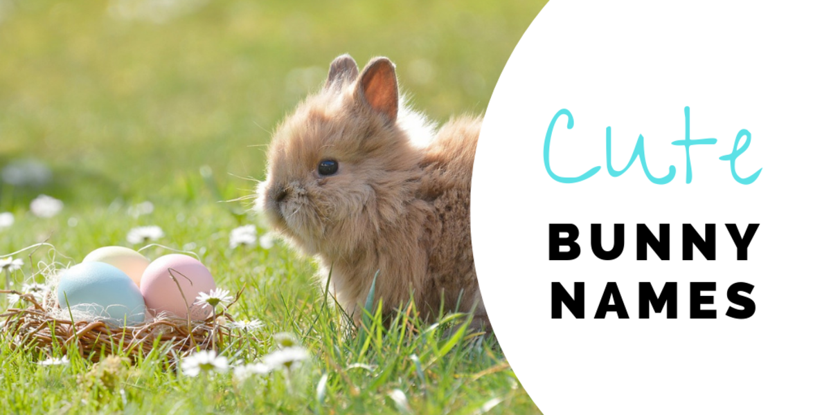 350+ Bunny Names for Your FloppyEared Friend PetHelpful