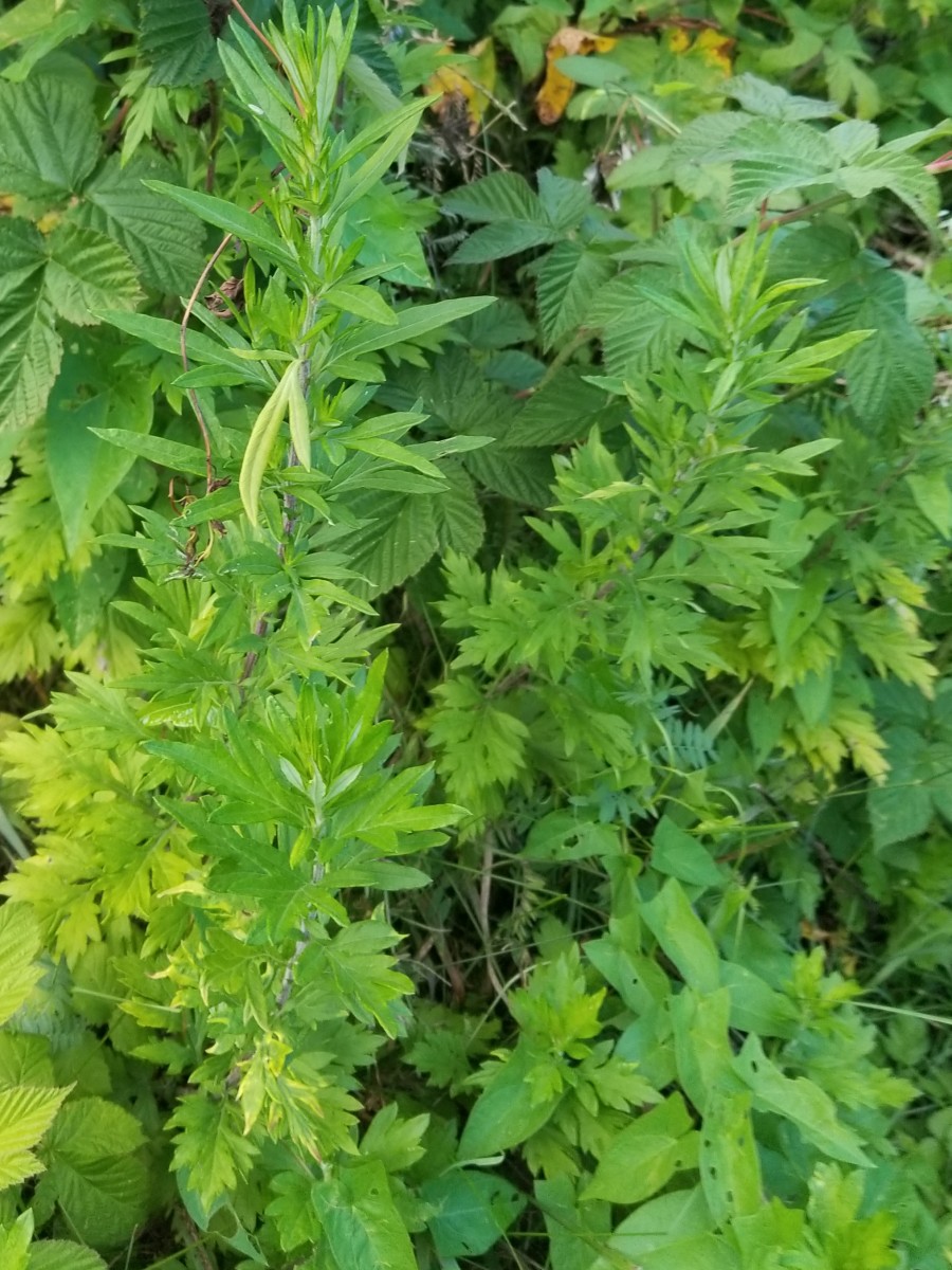 The Medicinal Magic of Mugwort HubPages