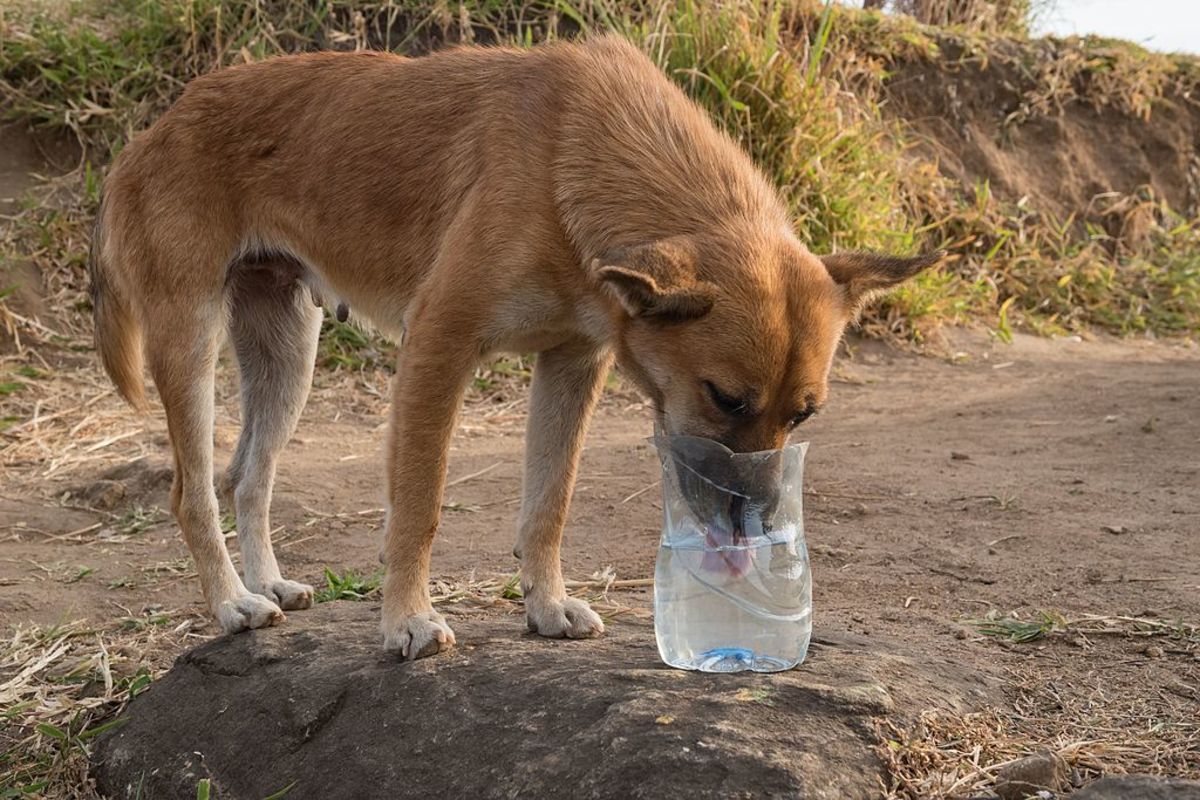 Is My Dog Dehydrated? Signs, Symptoms, and Treatment of