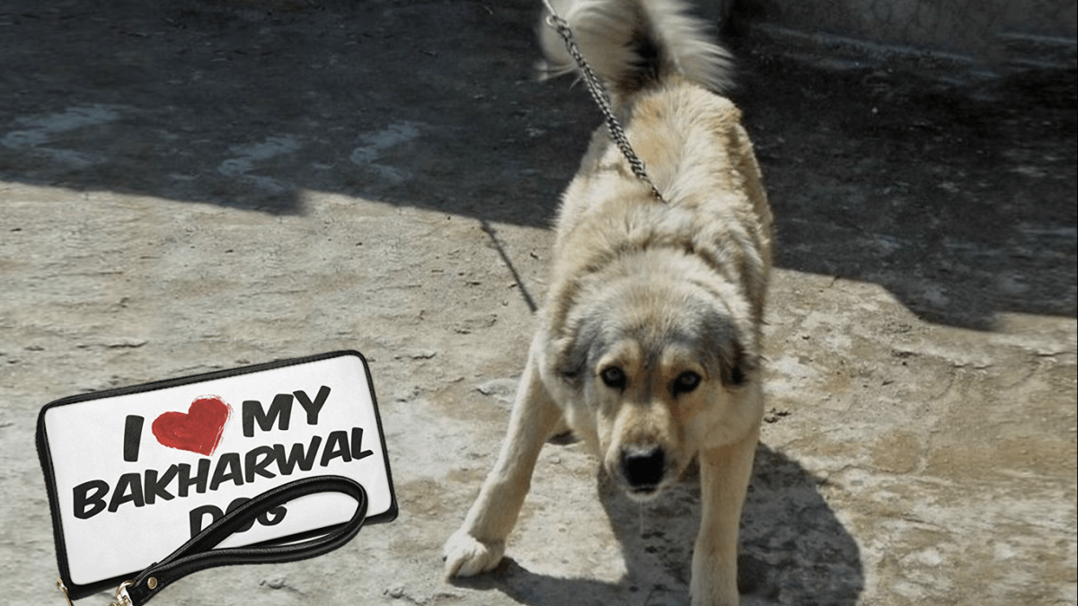 boggieboardcottage Border Collie Puppy Price In Kolkata