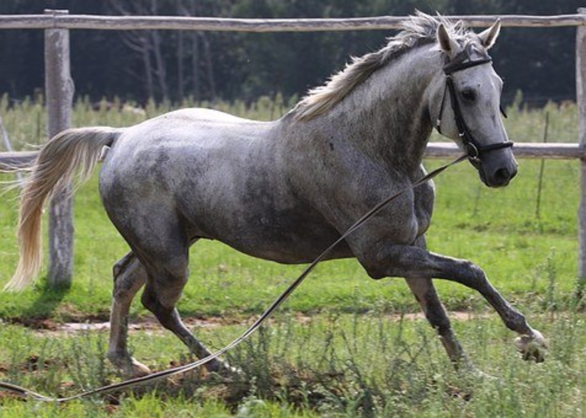 15 Big, Powerful Horse Names PetHelpful