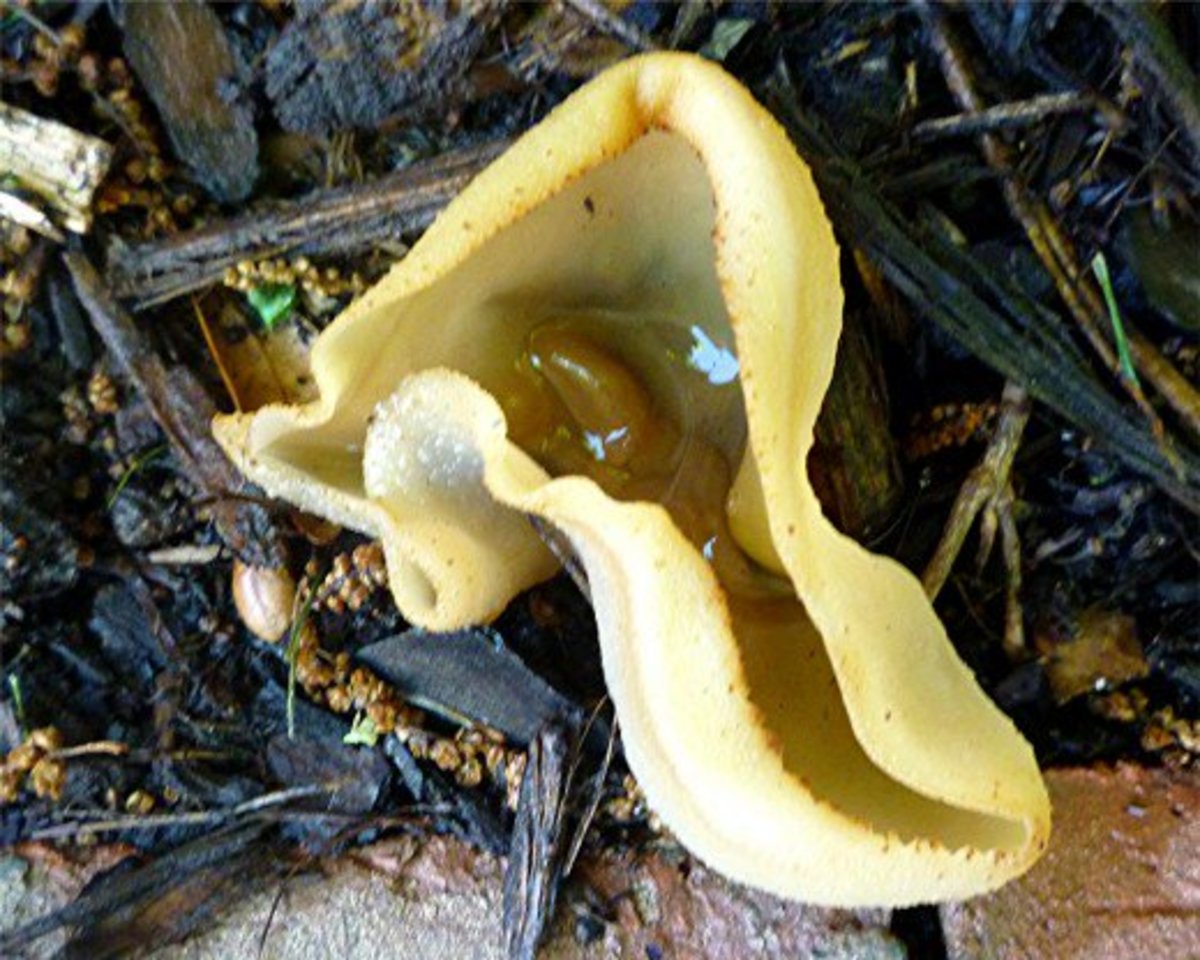 Pictures of Wild Mushrooms and Fungus Owlcation