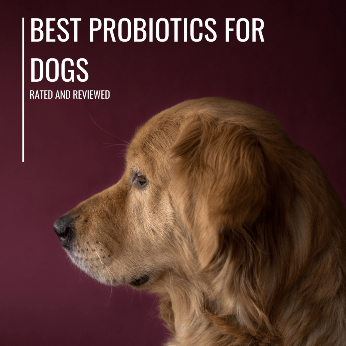 Best Probiotics for Dogs With Diarrhea and Allergies Rated (Top 6