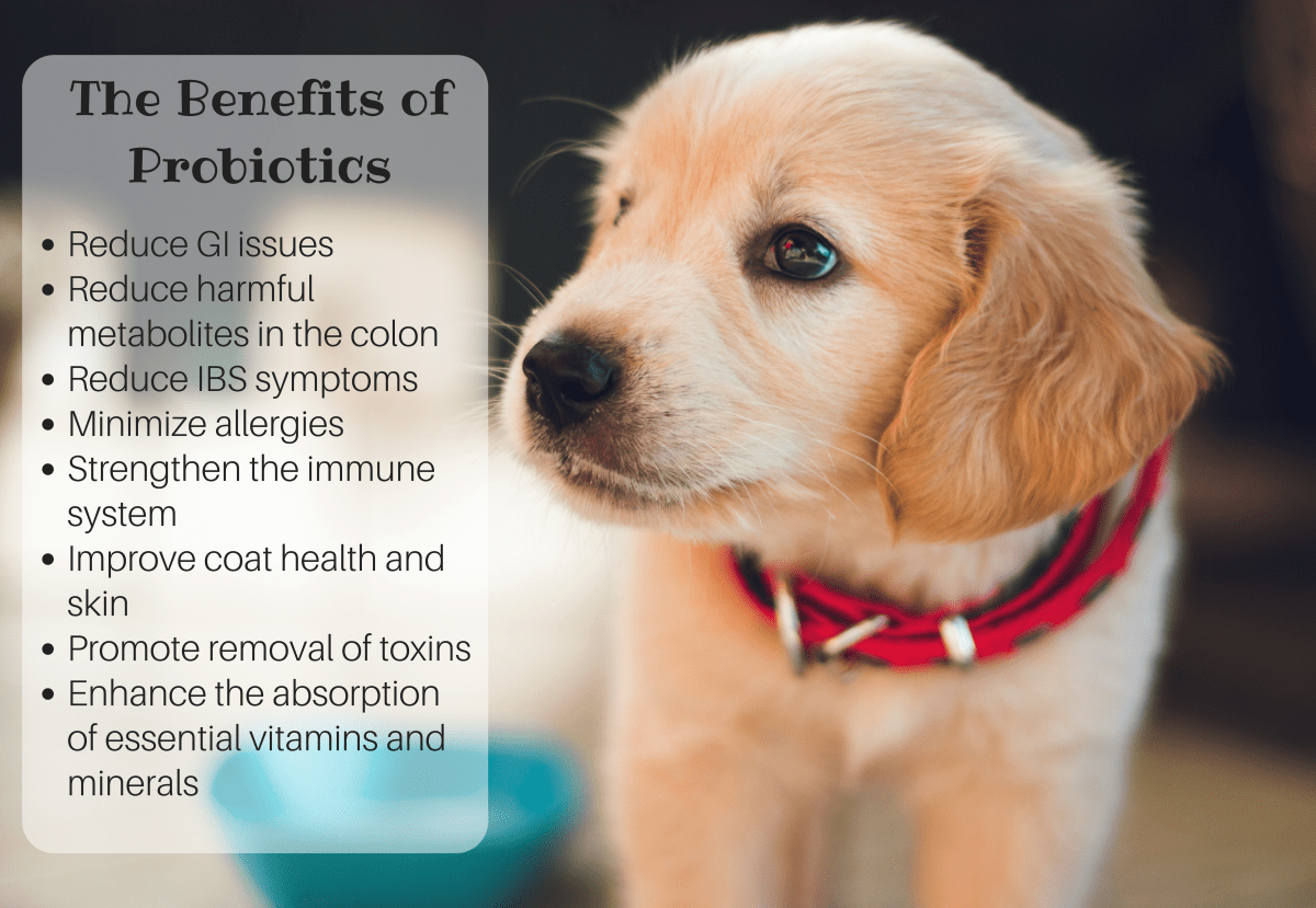 Best Probiotics for Dogs With Diarrhea and Allergies Rated (Top 6