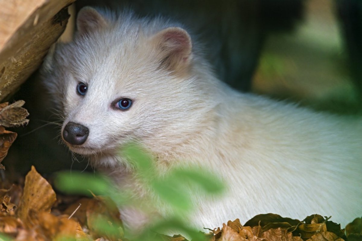 Can You Own a Raccoon Dog as a Pet? PetHelpful